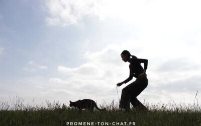 Mon chat ne veut pas marcher… que faire ?