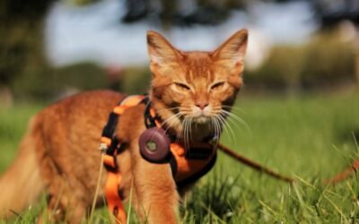 Apprendre le rappel à son chat en 3 étapes
