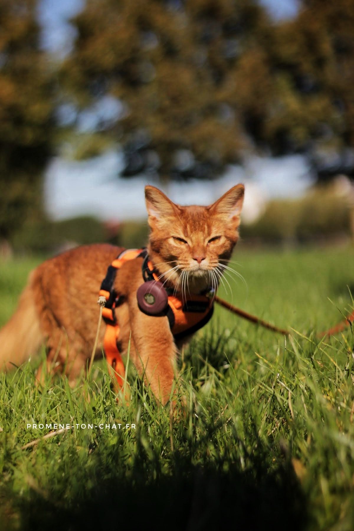 Chat qui revient vers son humain après avoir été appelé, en extérieur