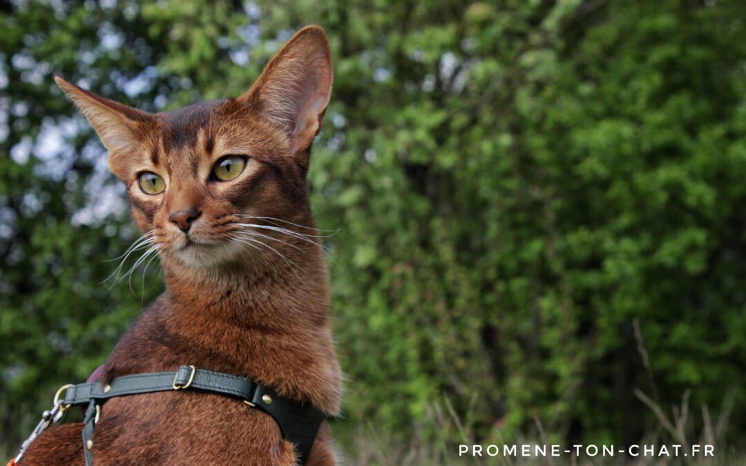 Help ! Mon chat réclame ses balades