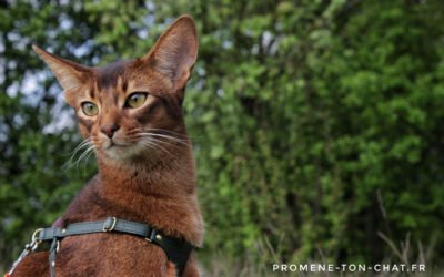 Help ! Mon chat réclame ses balades