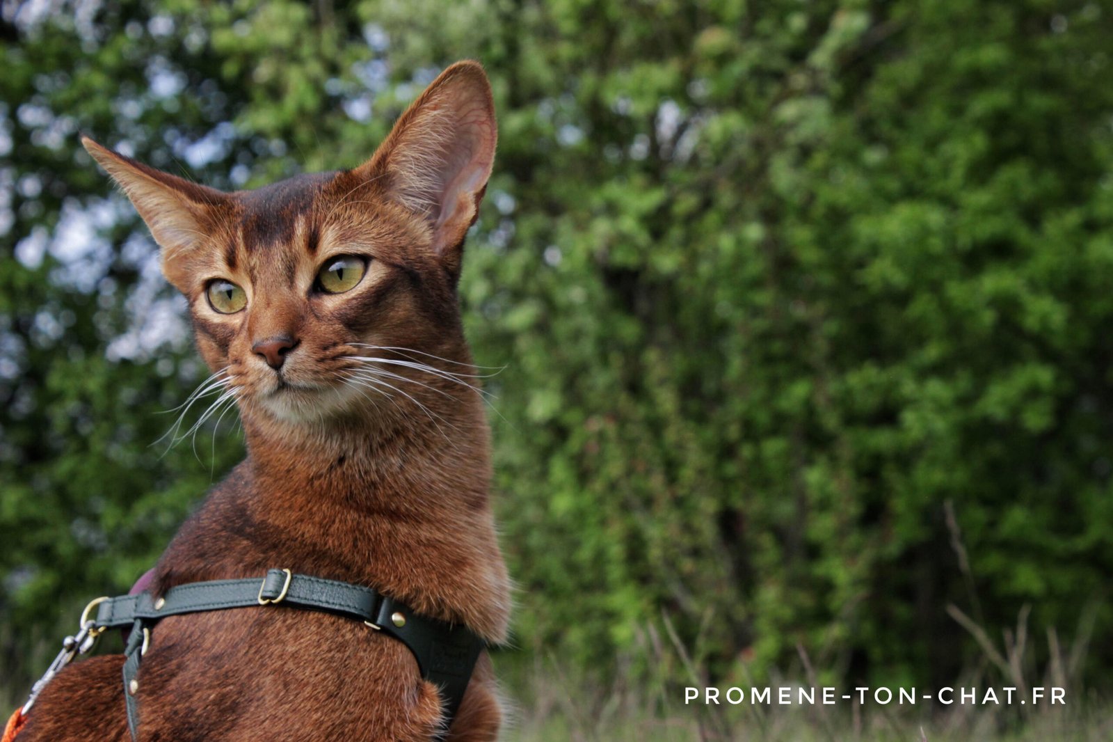 Photo de couverture - article "Help ! Mon chat réclame ses balades"