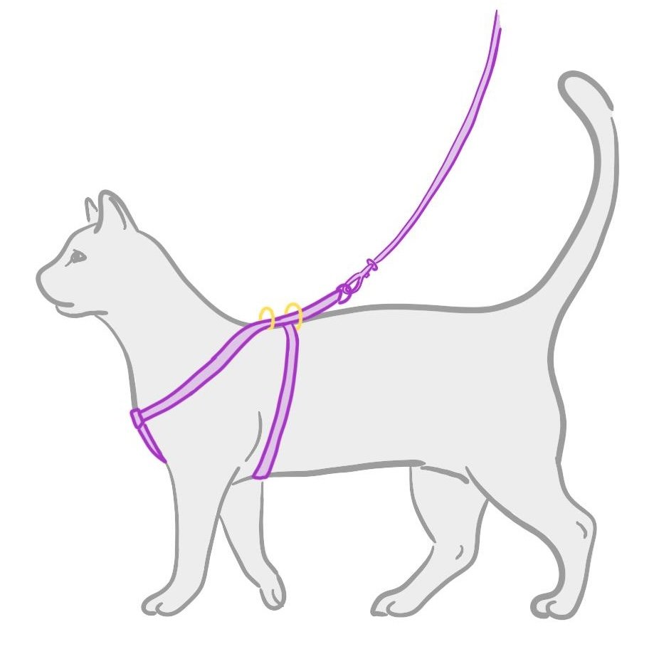 Types de harnais pour chat