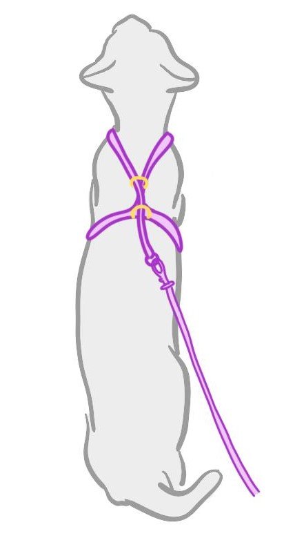 Types de harnais pour chat