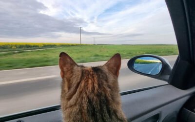 Assurer la sécurité de son chat en voiture