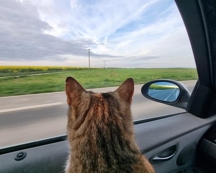 Trajets en voiture avec son chat