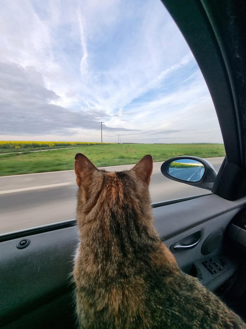 Trajets en voiture avec son chat