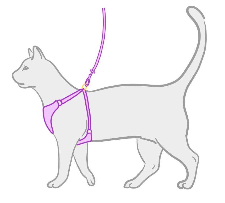 Types de harnais pour chat