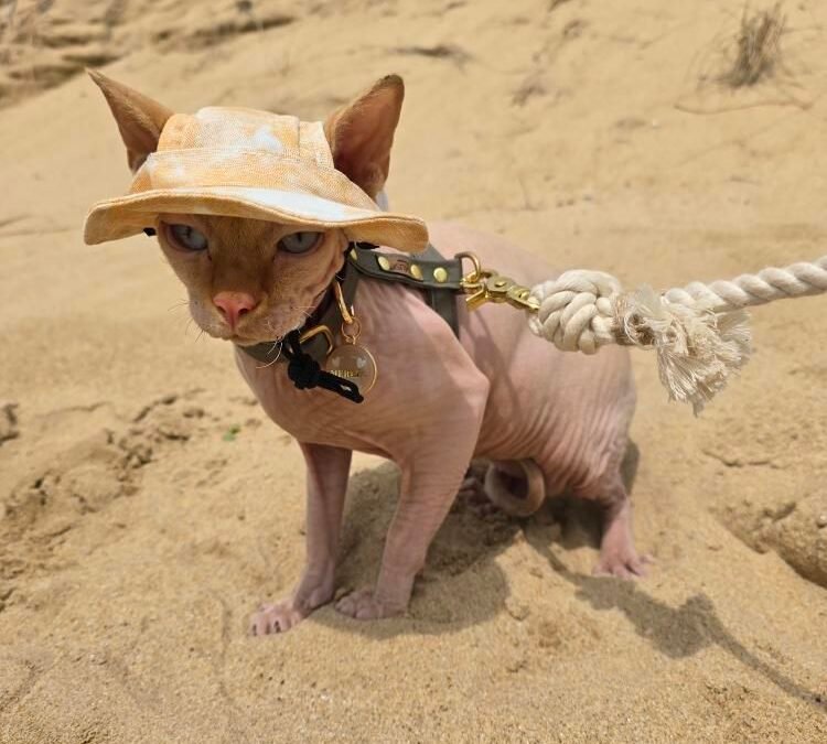 Histoires de cha’venturiers : Merlin le Sphynx