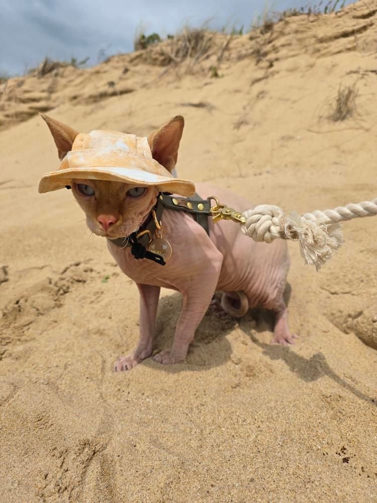 Un Sphynx à la plage avec un petit chapeau