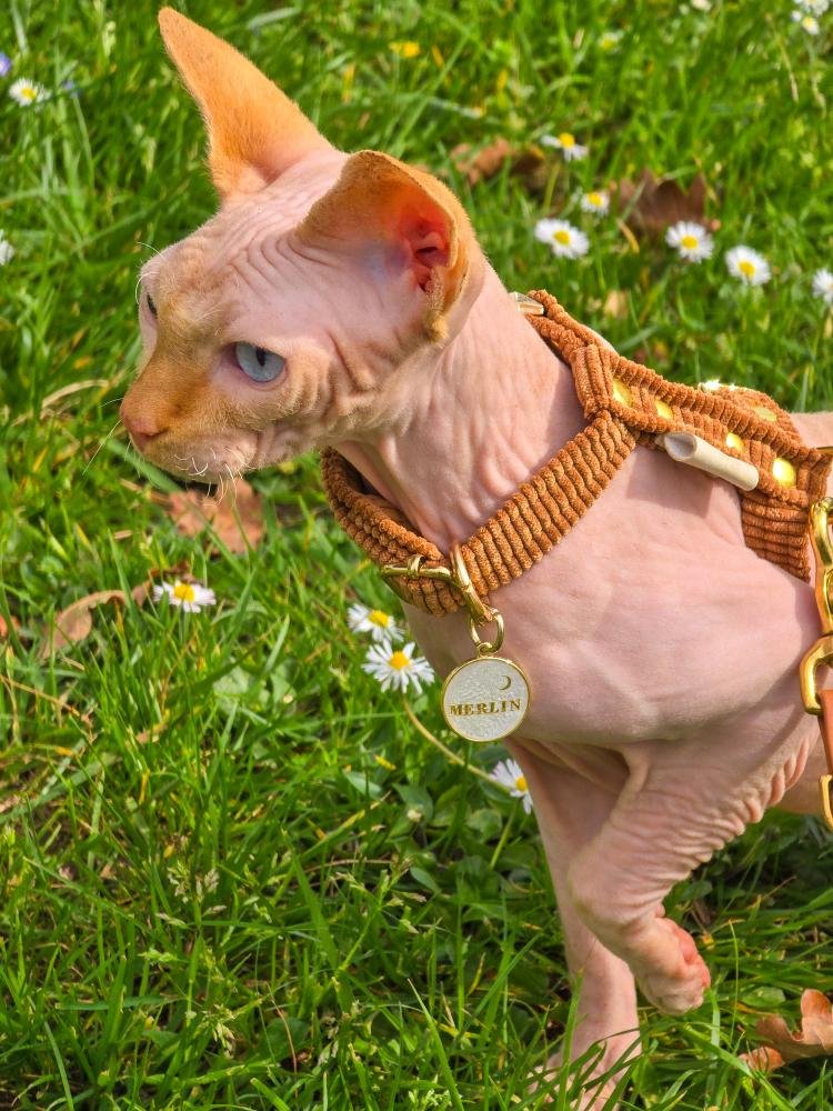 Un chaventurier Sphynx dans l'herbe