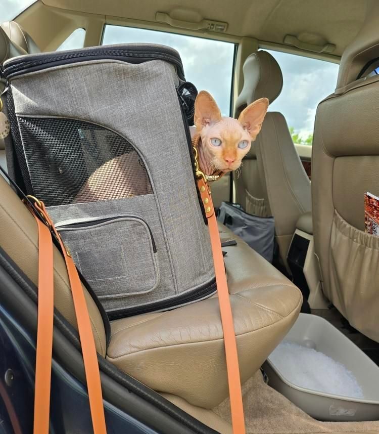 Merlin tout sage en voiture