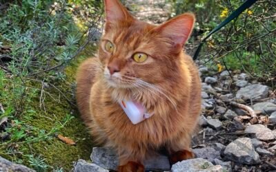 Traceur GPS pour chat : lequel choisir ?