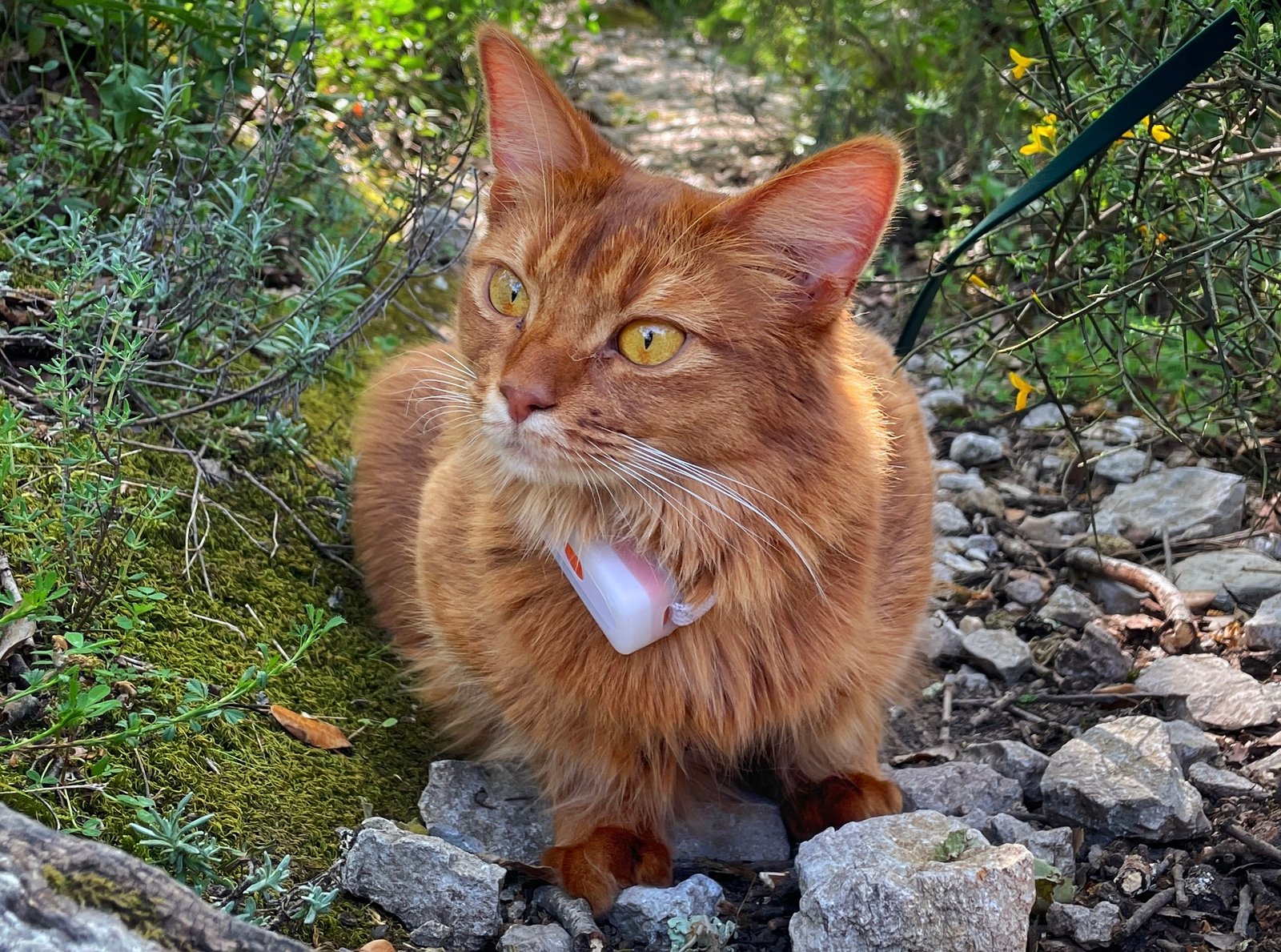Guide d'achat des traceurs GPS pour chat