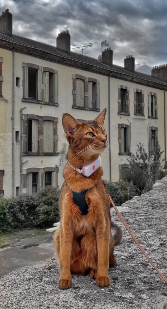 Traceur GPS pour chat Weenect