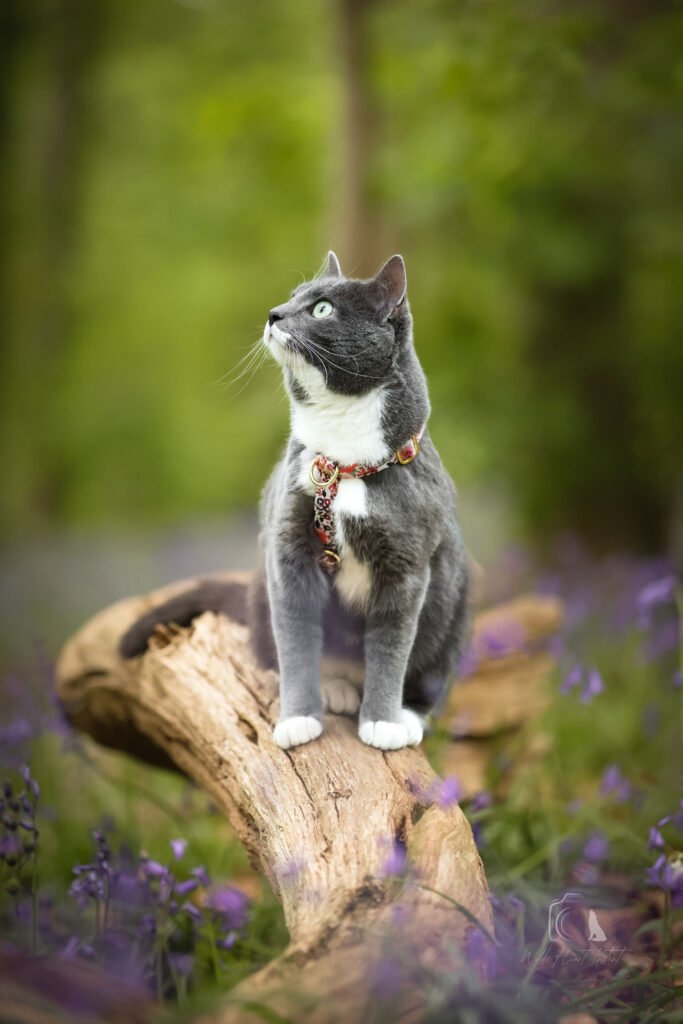 chat en harnais