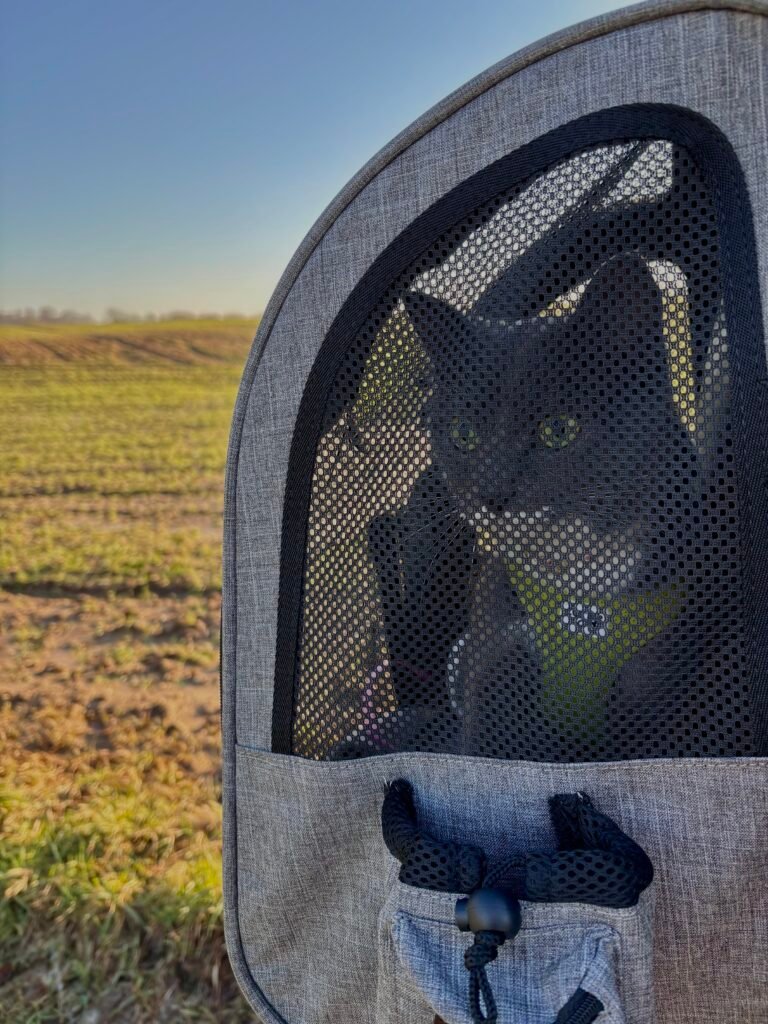 chat dans un sac