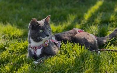 Histoires de cha’venturiers : Charlie, un chat peu ordinaire