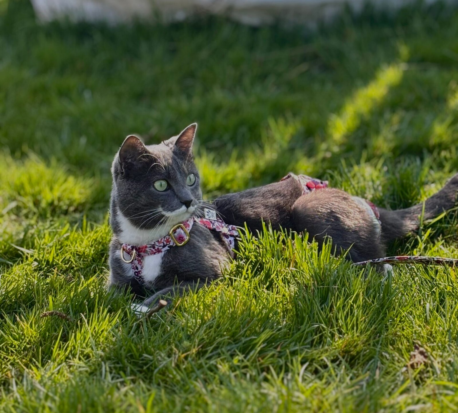 Histoires de cha&rsquo;venturiers : Charlie, un chat peu ordinaire