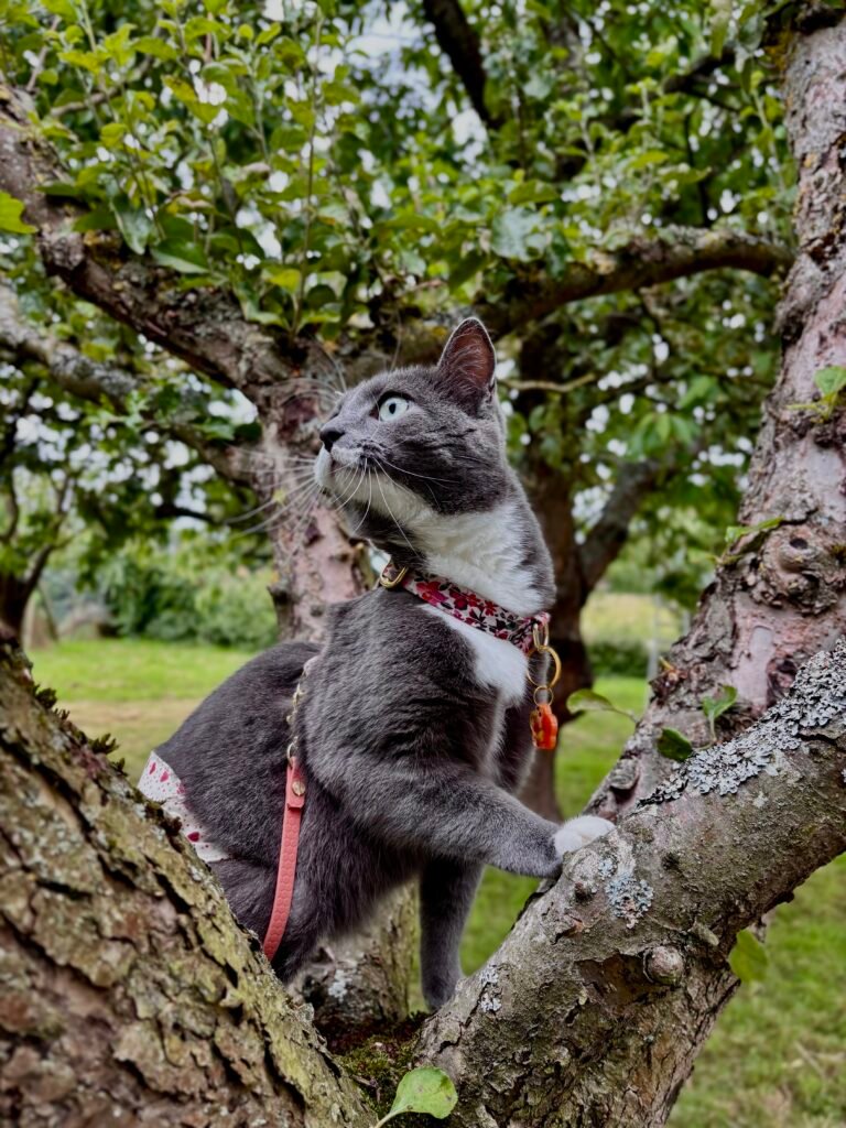 chat perché dans un arbre