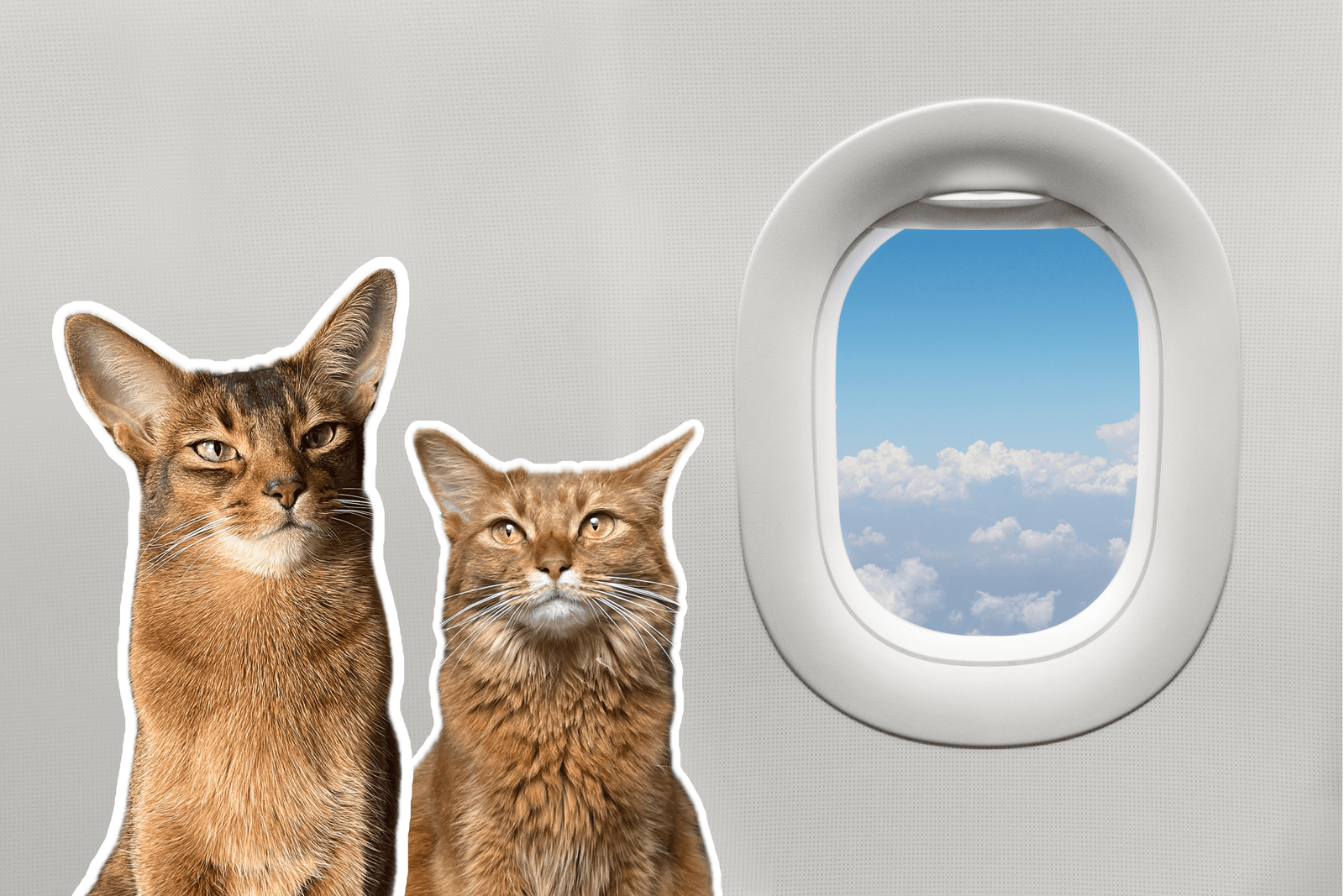 Voyager avec son chat en avion