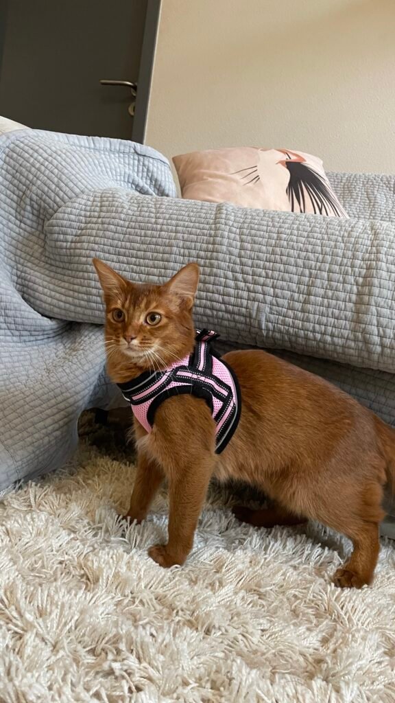 Harnais pour chat trop serré