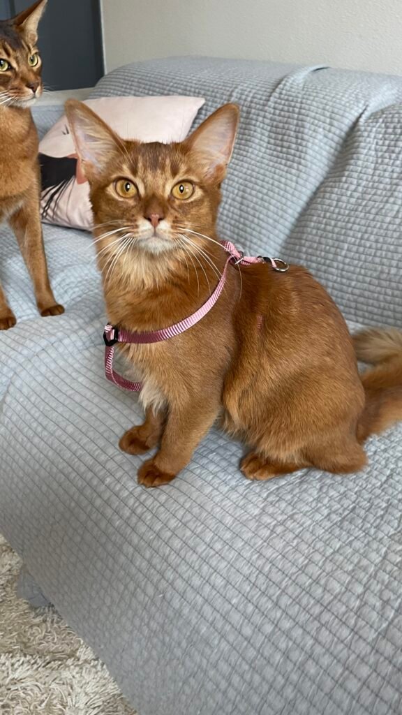 Harnais pour chat ajusté trop large