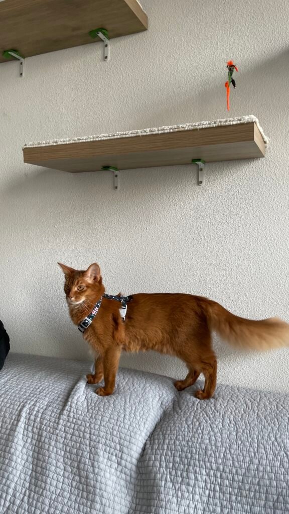 Harnais pour chat ajusté correctement