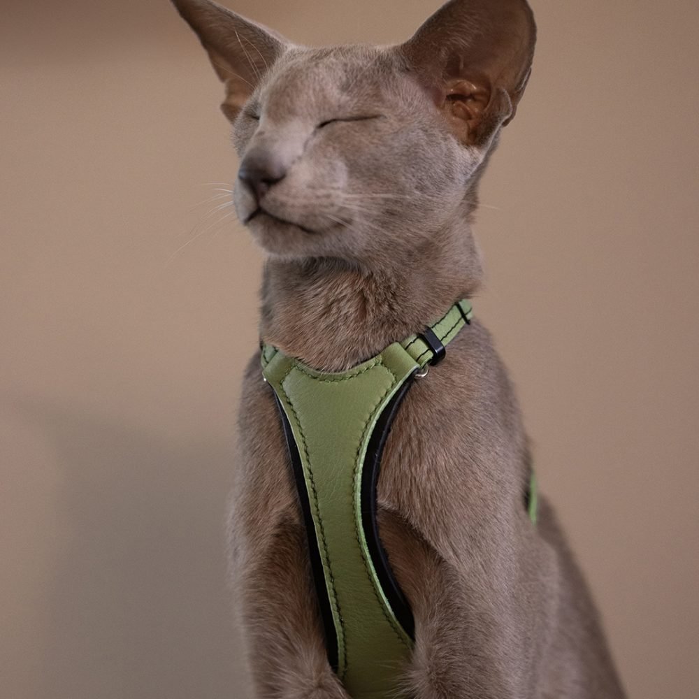 Harnais anti fugue pour chat - marque Made By Emmaceline