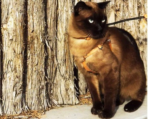 Harnais anti fugue pour chat - marque CatAbout, modèle Outbound