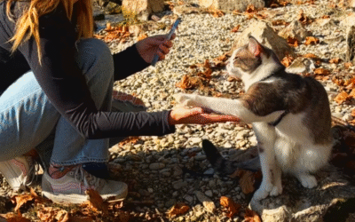 Apprendre des tours à son chat(venturier)