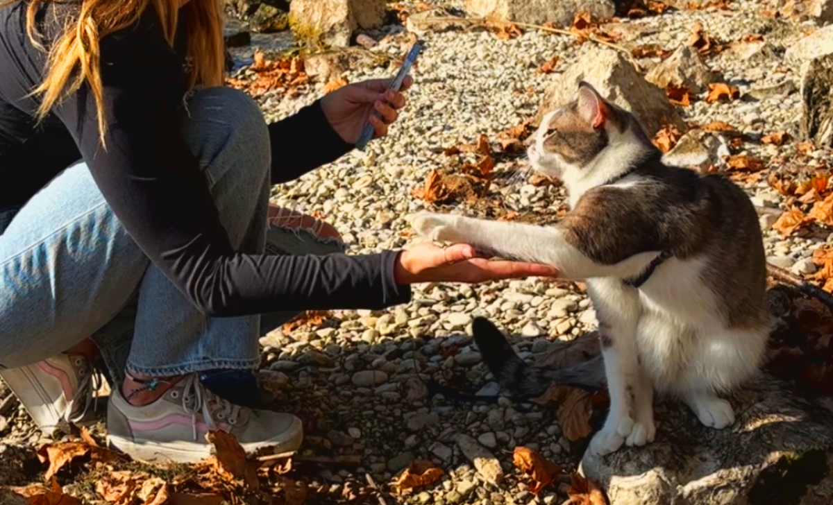 apprendre à son chat à sauter sur l'épaule, apprendre à son chat à sauter dans le sac, apprendre à son chat à venir quand on l'appelle, apprendre à son chat à sauter dans les bras, apprendre à son caht à se concentrer, apprendre à son chat à sortir du sac sur commande, apprendre à son chat à rester tranquille