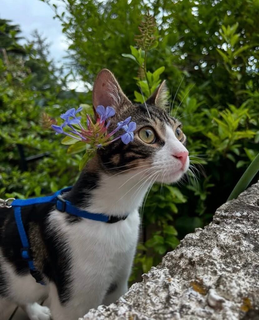 est-ce une bonne idée de promener son chat