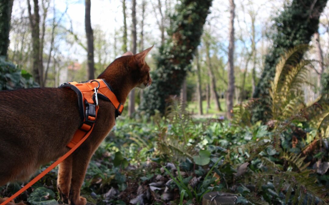 promener son chat en laisse avis