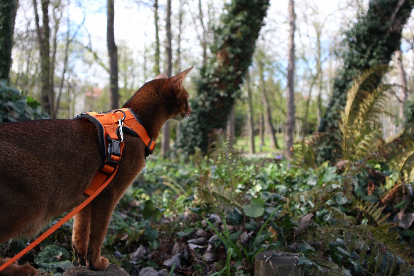 promener son chat en laisse avis