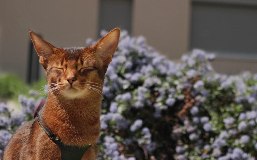 Voyager avec son chat
