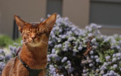 Voyager avec son chat : mes astuces pour des vacances sereines