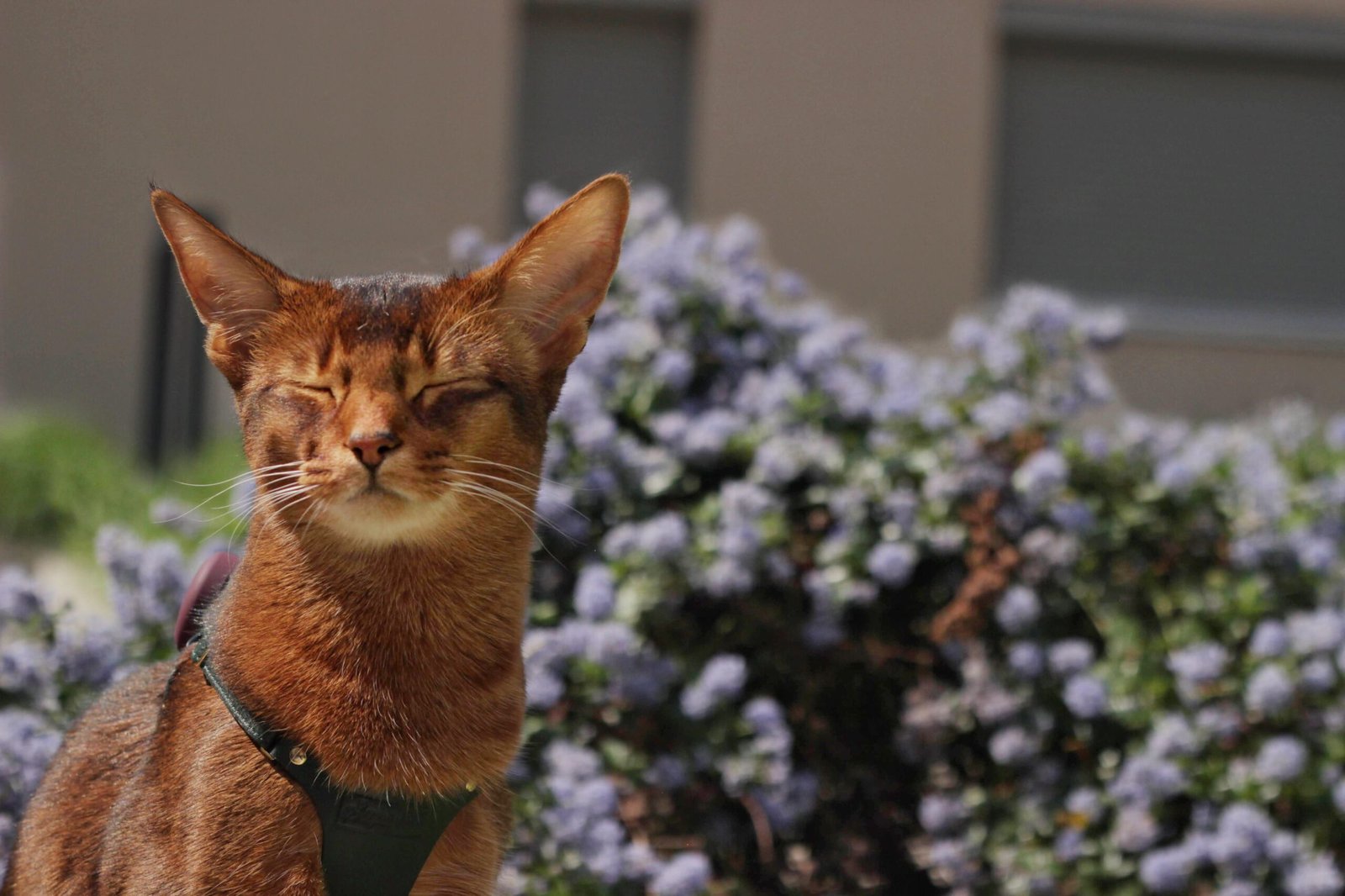 Voyager avec son chat