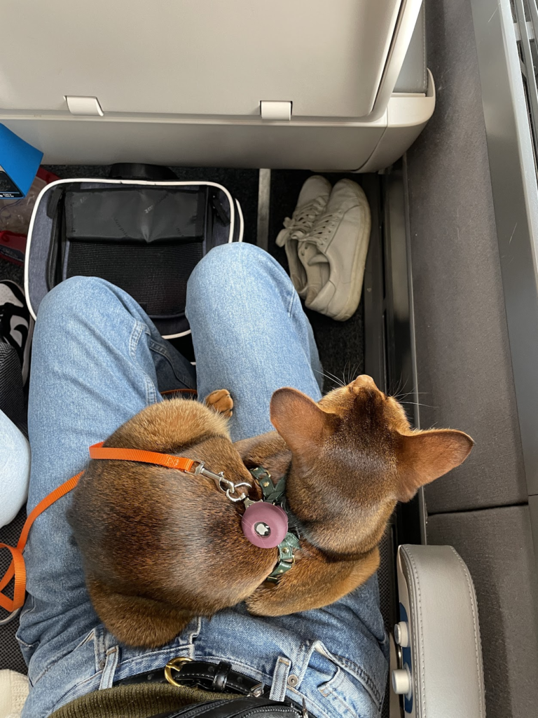 Voyager avec son chat. Partir en vacances avec son chat. Prendre le train avec son chat.