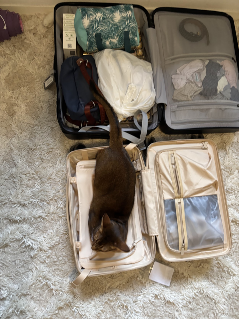 Chat dans une valise. Voyager avec son chat : préparer les valises.