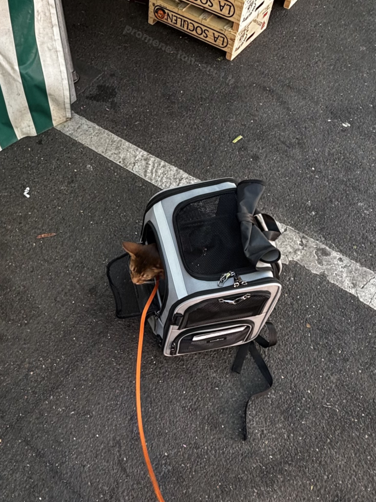 avis sac à dos crash testé pawsincar