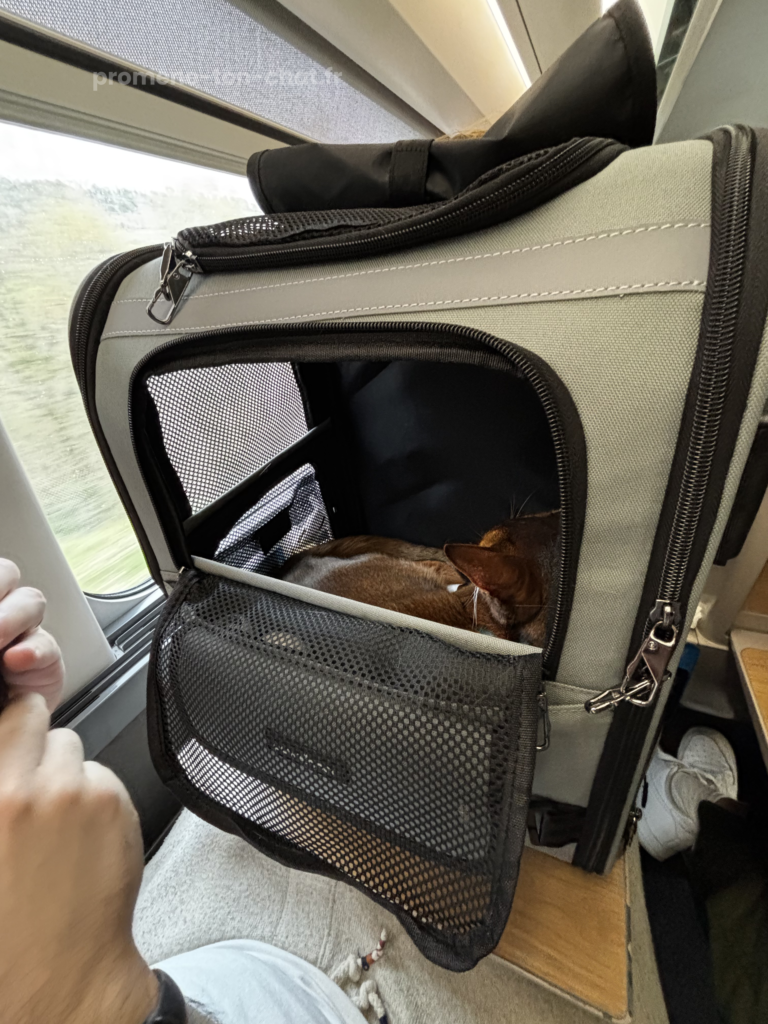 avis sac à dos crash testé pawsincar