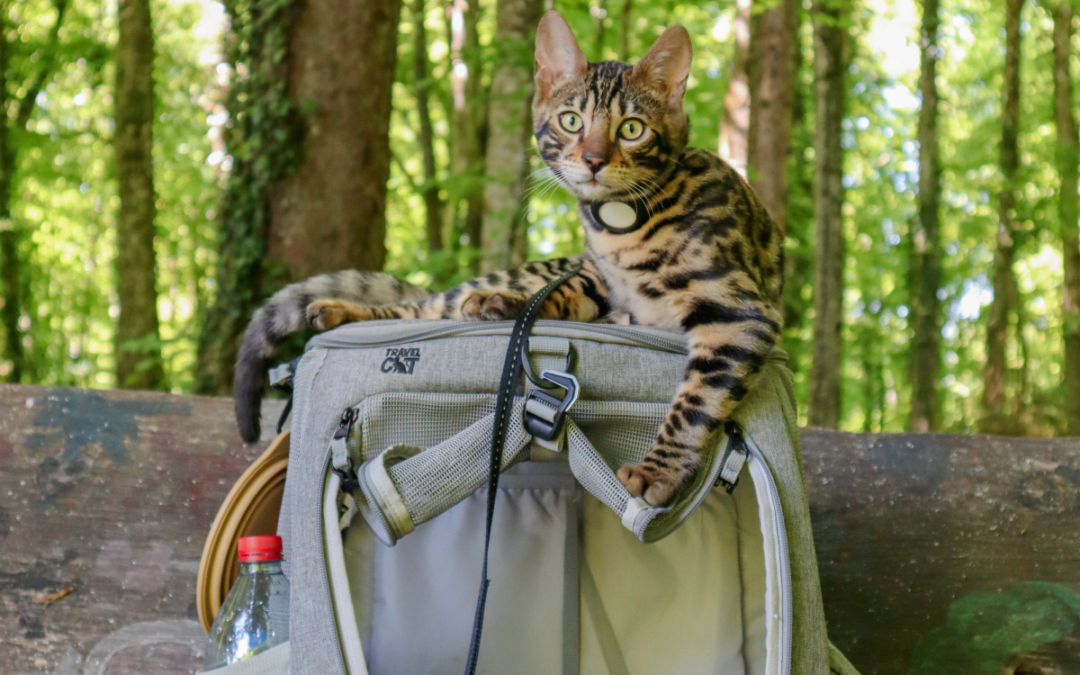 Les meilleurs sacs à dos pour grand chat