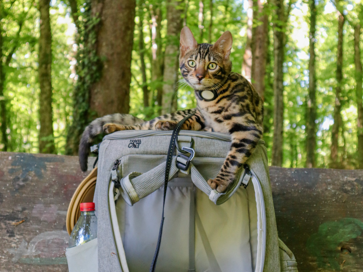 sacs à dos pour grands chats